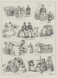 Sketches at the Smithfield Club Cattle Show